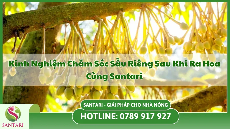 cây sầu riêng trong giai đoạn ra hoa