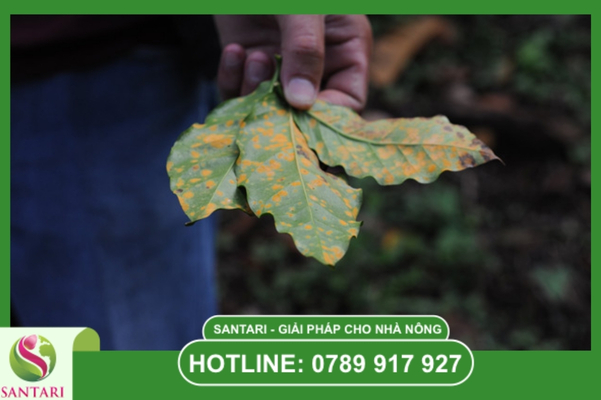 Giải pháp phòng trừ chiến lược từ Santari