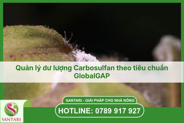 Quản lý dư lượng Carbosulfan theo tiêu chuẩn GlobalGAP
