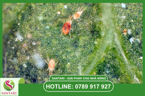 Kinh nghiệm quản trị thực chiến để sạch nhện 100%