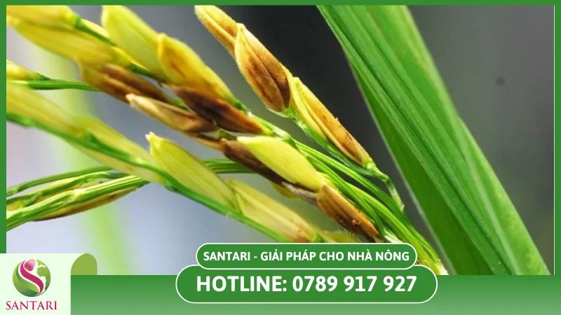 Nguyên nhân gây bệnh lep lép hạt