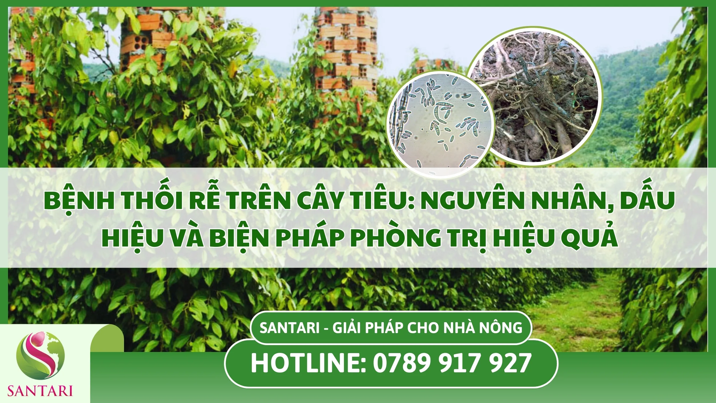 Bệnh Thối Rễ Trên Cây Tiêu: Nguyên Nhân, Dấu Hiệu Và Biện Pháp Phòng Trị Hiệu Quả