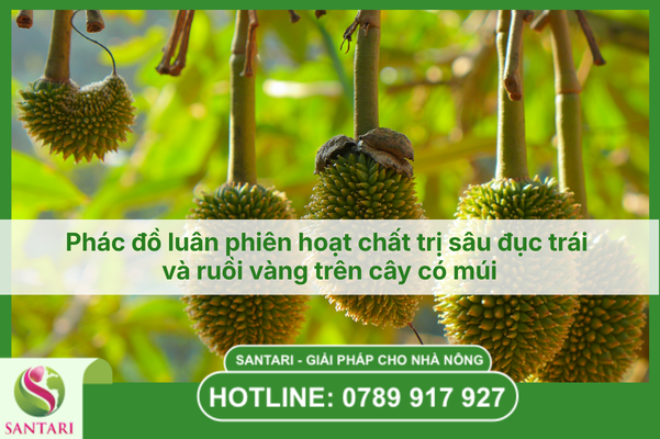 Phác đồ luân phiên hoạt chất trị sâu đục trái và ruồi vàng trên cây có múi