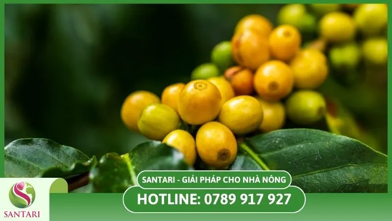 Giống cây cà phê Catimor