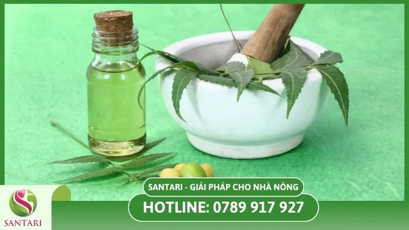 Dầu Neem