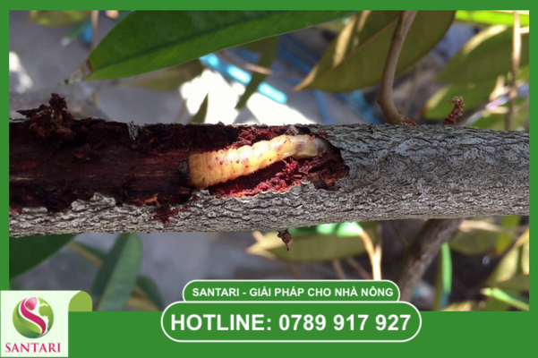  Tại sao sâu đục thân sầu riêng lại khó trị dứt điểm?