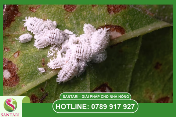 Câu hỏi thường gặp