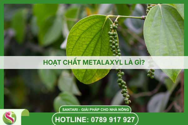HOẠT CHẤT METALAXYL LÀ GÌ? 