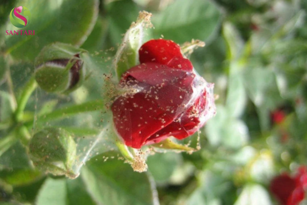 Công dụng của thuốc trừ sâu HACOMAI 57EC hiệu BATNHEN 570