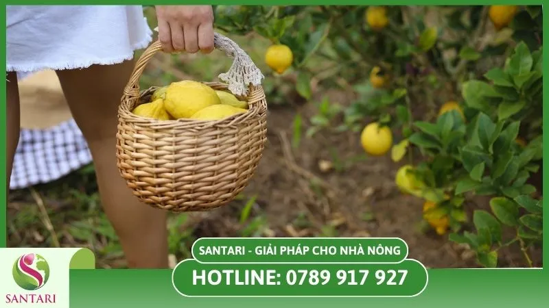 Thu hoạch chanh