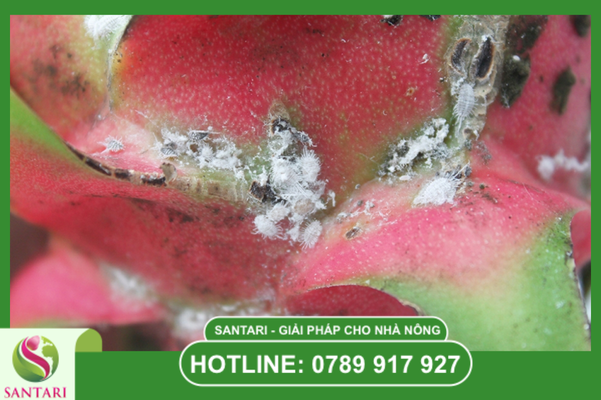 Phác đồ hoạt chất chuyên dụng từ Santari