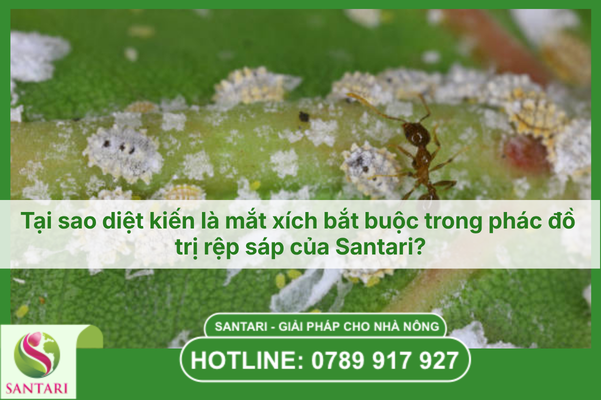 Tại sao diệt kiến là mắt xích bắt buộc trong phác đồ trị rệp sáp của Santari?