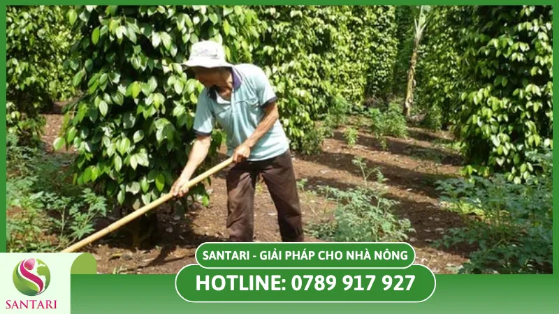 Bón phân giúp cây tiêu ra hoa