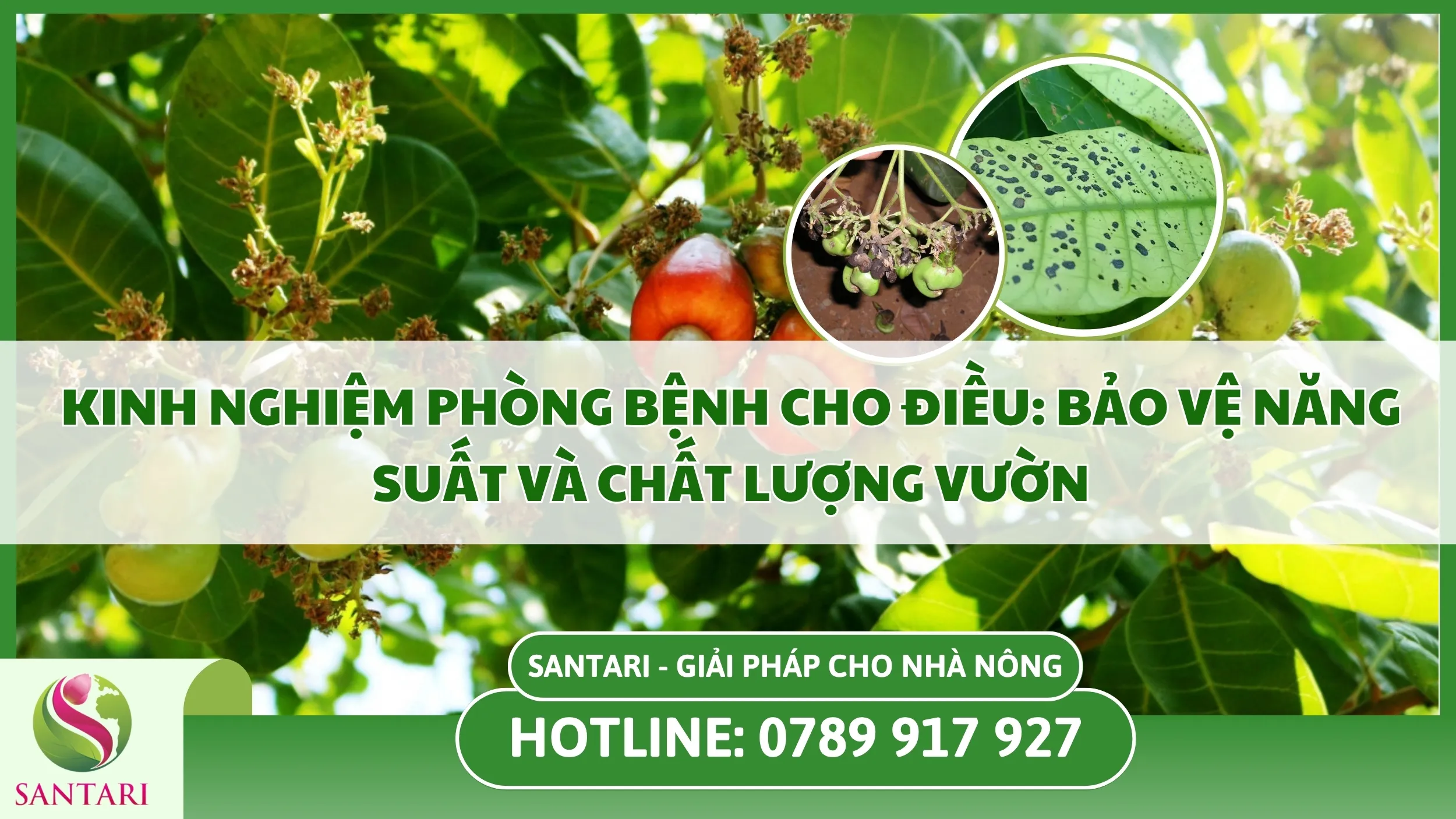 Kinh Nghiệm Phòng Bệnh Cho Điều: Bảo Vệ Năng Suất Và Chất Lượng Vườn