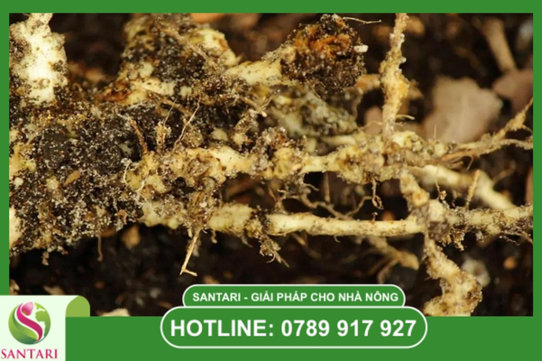 Giải pháp quản lý tích hợp từ hệ thống Santari