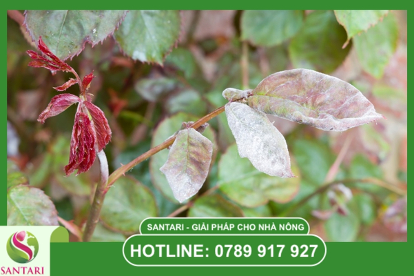 Giải pháp phòng trừ hiệu quả từ Santari