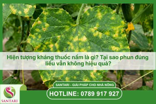 Hiện tượng kháng thuốc nấm là gì? Tại sao phun đúng liều vẫn không hiệu quả?