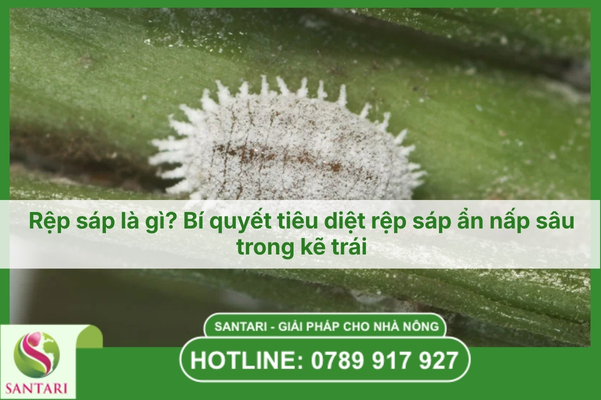 Rệp sáp là gì? Bí quyết tiêu diệt rệp sáp ẩn nấp sâu trong kẽ trái