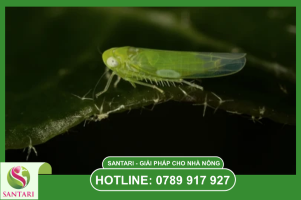 Tại sao sâu kháng thuốc trở nên khó trị? Góc nhìn từ chuyên gia