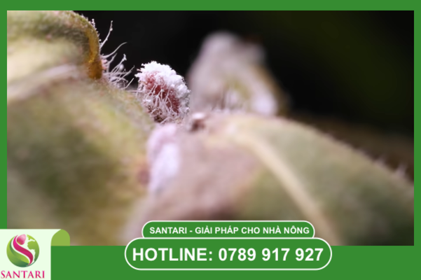 Rệp sáp – Thách thức từ lớp giáp sáp kỵ nước