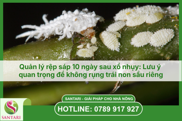 Quản lý rệp sáp 10 ngày sau xổ nhụy: Lưu ý quan trọng để không rụng trái non sầu riêng