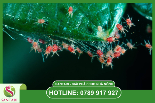 Lựa chọn hoạt chất "mát" và an toàn cho cây trồng