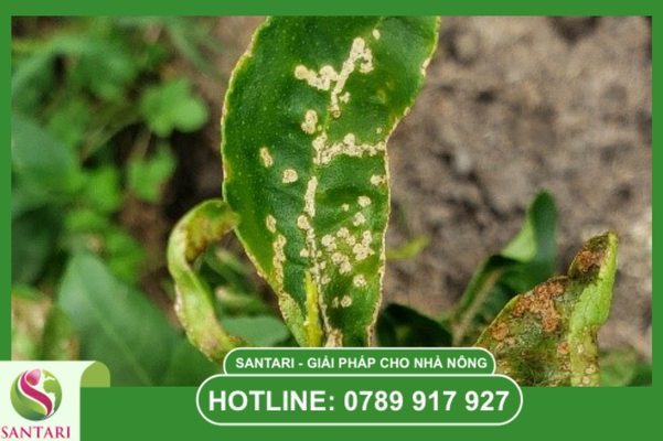 FAQ – 3 câu hỏi thường gặp về ghẻ nhám