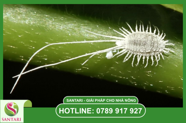 So sánh thực tế: Phá Trùng Đan SC vs Thuốc EC truyền thống