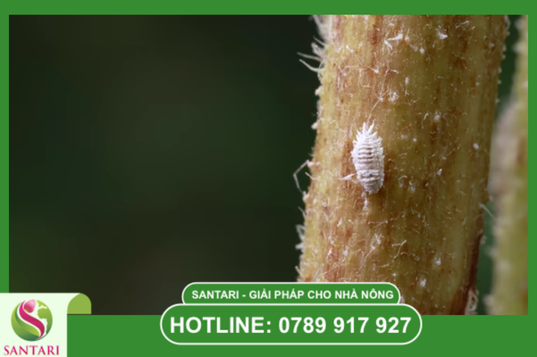 Tác động gián tiếp: Tê liệt bộ máy quang hợp