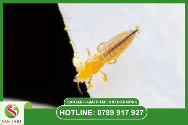  Câu hỏi thường gặp