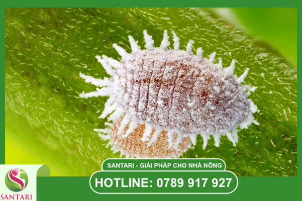 Câu hỏi thường gặp (FAQ)