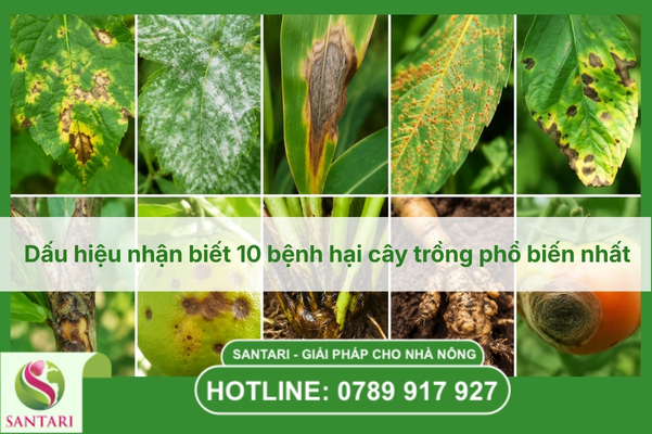 Dấu hiệu nhận biết 10 bệnh hại cây trồng phổ biến nhất