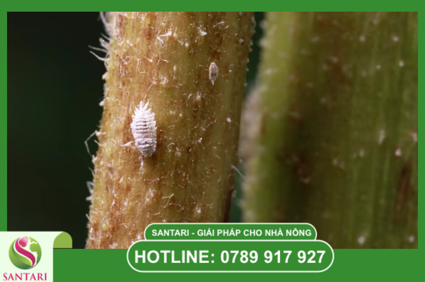 Câu hỏi thường gặp (FAQ)