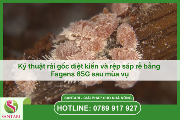 Kỹ thuật rải gốc diệt kiến và rệp sáp rễ bằng Fagens 65G sau mùa vụ