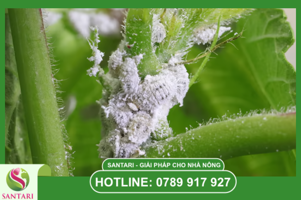 Giải mã cơ chế lưu dẫn hai chiều của Carbosulfan 20SC