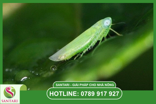 Câu hỏi thường gặp