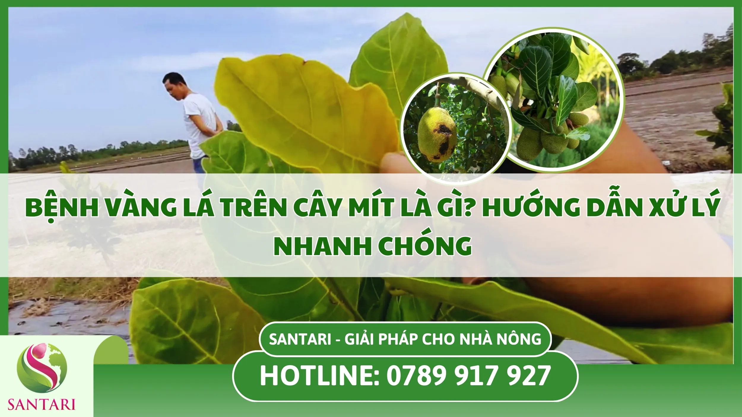 Bệnh Vàng Lá Trên Cây Mít Là Gì? Hướng Dẫn Xử Lý Nhanh Chóng
