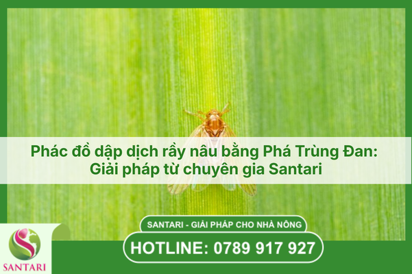 Phác đồ dập dịch rầy nâu bằng Phá Trùng Đan