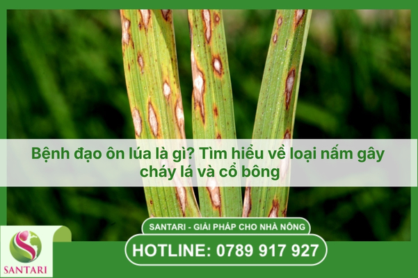 Bệnh đạo ôn lúa là gì? Tìm hiểu về loại nấm gây cháy lá và cổ bông