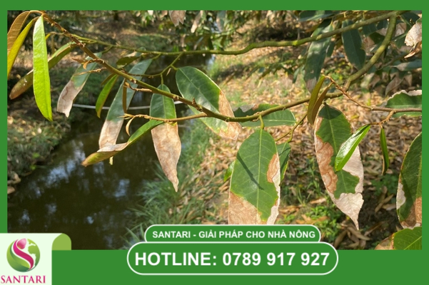 FAQ – Giải đáp thắc mắc về bệnh thán thư
