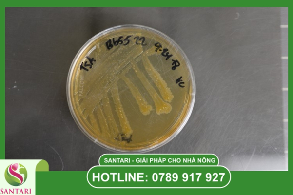 Bệnh thối nhũn bắp cải là gì? "Sát thủ" phân hủy tế bào