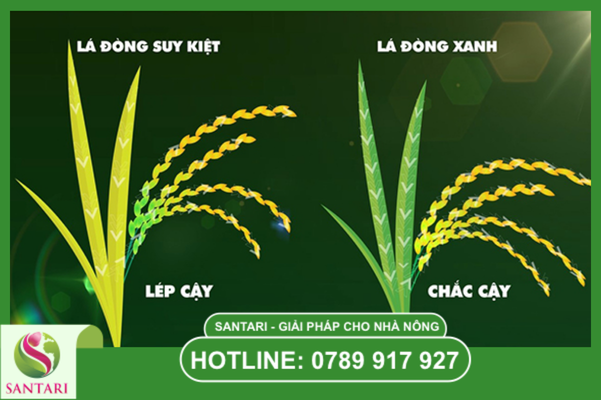 Tầm quan trọng chiến lược của việc bảo vệ lá đòng
