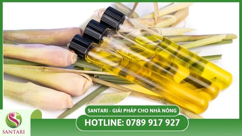 Tinh dầu sả