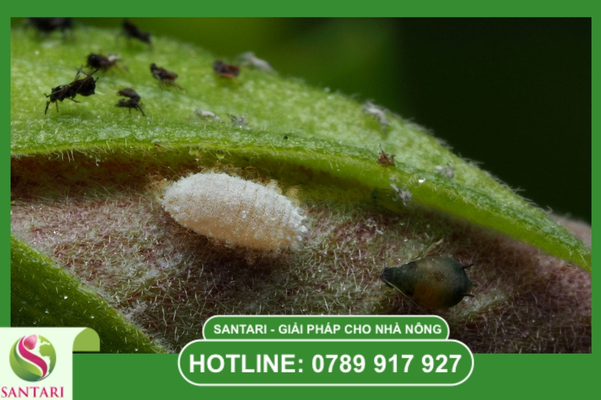 FAQ – Giải đáp thắc mắc về rệp sáp