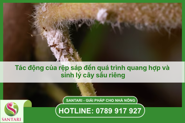 Tác động của rệp sáp đến quá trình quang hợp và sinh lý cây sầu riêng