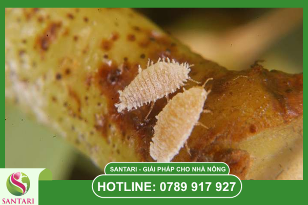 Ưu điểm vượt trội của Acnal 400WP trong phác đồ Santari