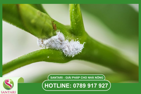Tại sao phải phòng ngừa rệp sáp sau thu hoạch?