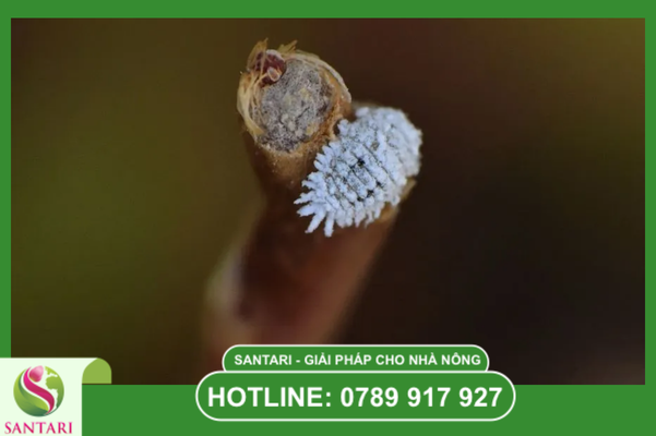 Rệp sáp rễ: "Kẻ giết người thầm lặng" trong mùa khô