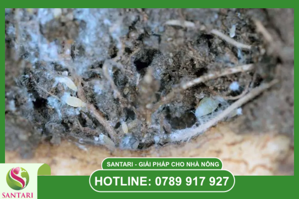  Khái niệm về "Kẻ giết người thầm lặng" – Rệp sáp rễ cam sành