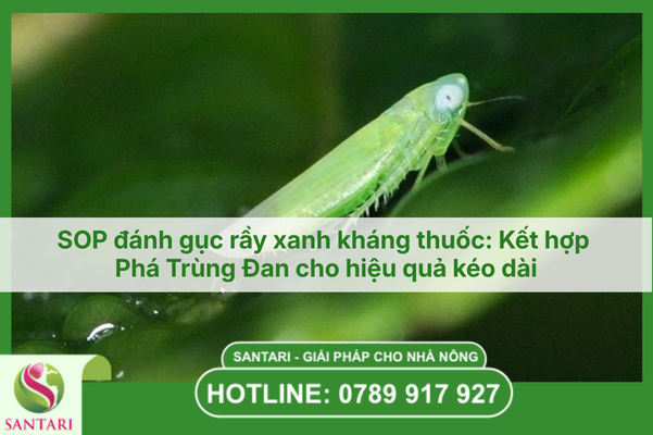 SOP - Quy trình phối trộn và phun thuốc đạt hiệu quả 99%